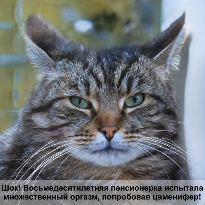 порода кошек голубая шерсть