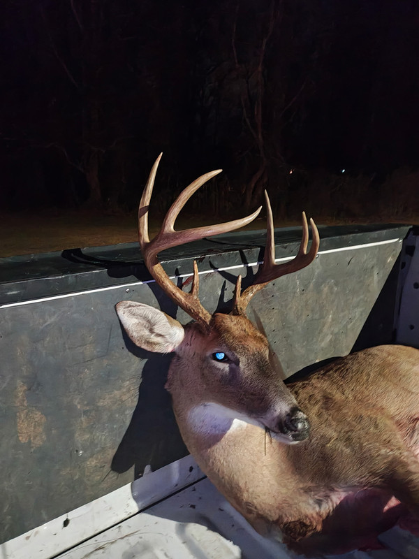 GWdeer