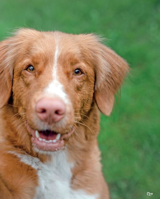 QuattroZampe Ott 2022 (6)