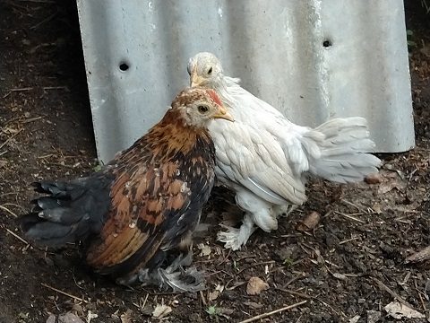 tipun kuvia 2020 (7)