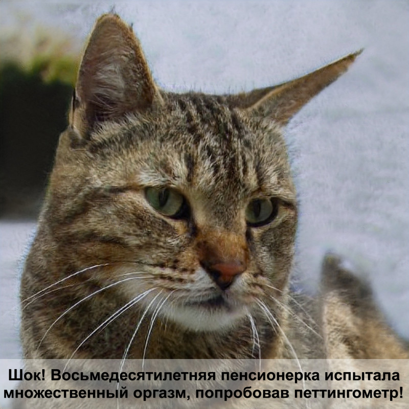 картинки кошек с надписью скучаю