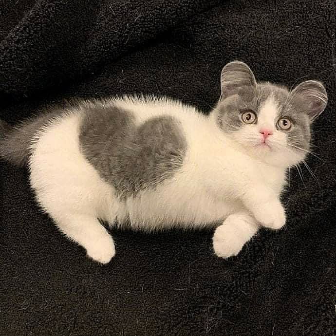heart-kitten.jpg
