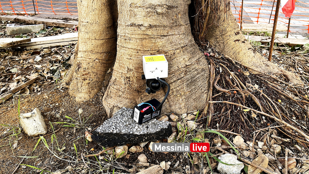 δεντρα 23IMG_8984