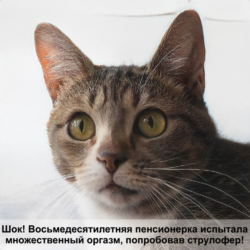 корм для кошек proplan