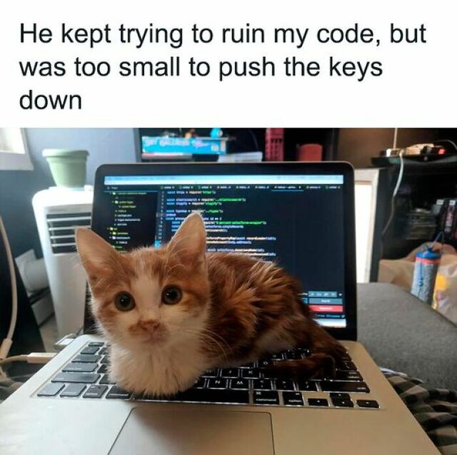 cats-BPcodingbeing-funny-672b3ad5ec624-700.jpg