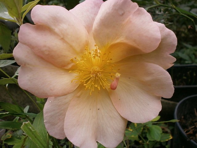 0_b1952_fdbc7f21_XL