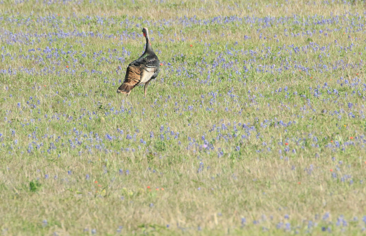 Screen Shot 2025-04-12 at 7.05.44 AM