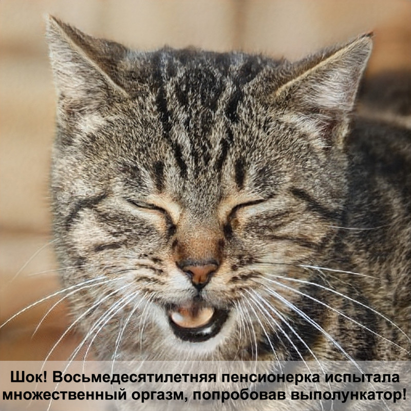 как сделать лежак для кошки