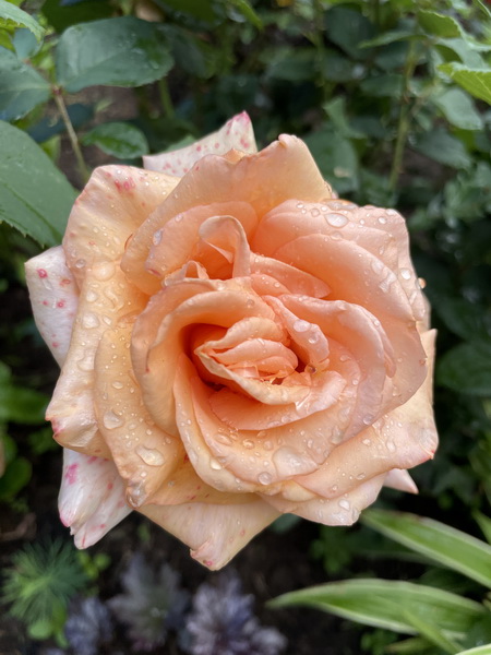 https://i.postimg.cc/MZfRRJLb/IMG-5534.jpg