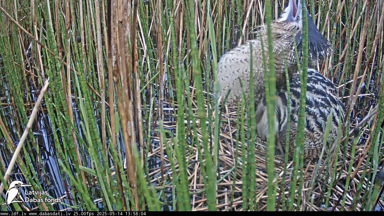 LDF Lielais dumpis (Botaurus stellaris) Zemītes pagastā 16-18-34 screenshot