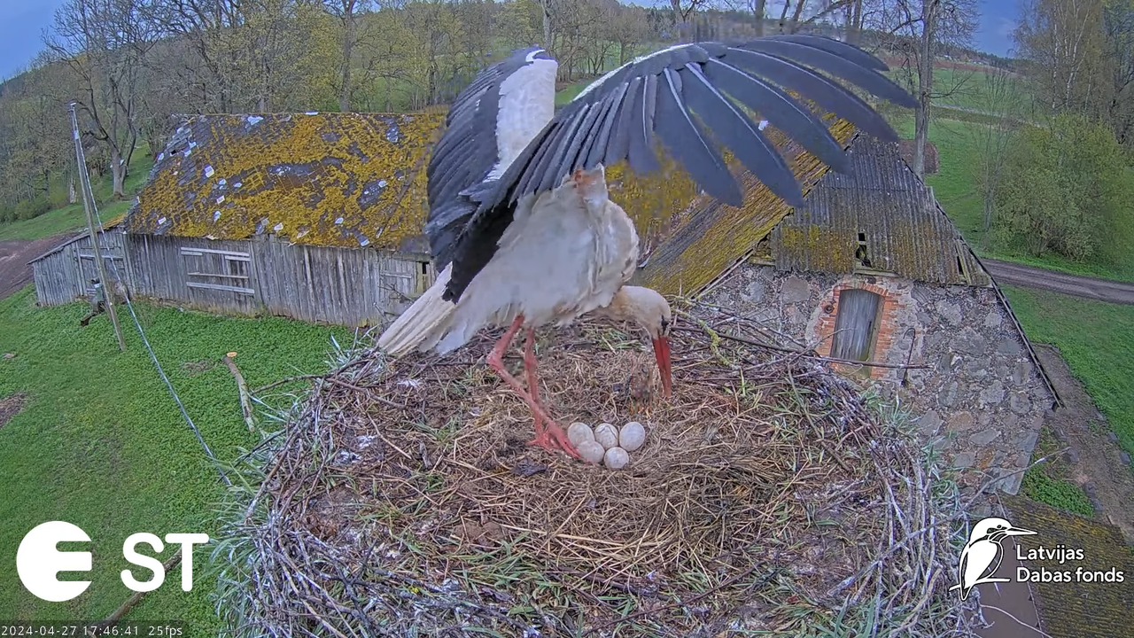 Baltie stārķi (Ciconia ciconia) Tukuma novadā - LDF tiešraide __ White storks in Tukums, Latvia 10-3