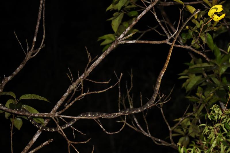 Singapur e Indonesia 2018 - Blogs de Indonesia - Borneo (P.N. Tanjung Puting) (22)