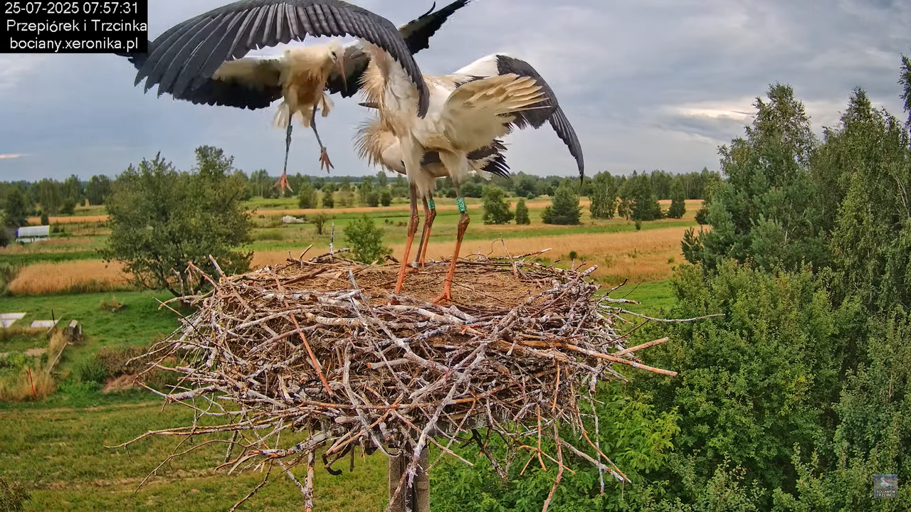 25072025bociany23