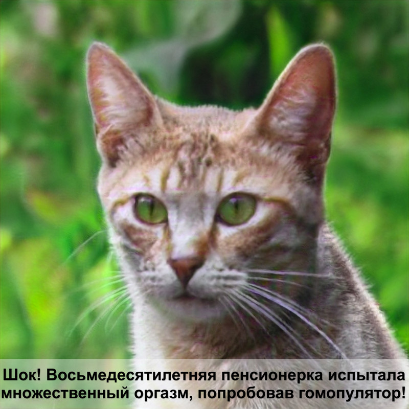 породы кошек по алфавиту