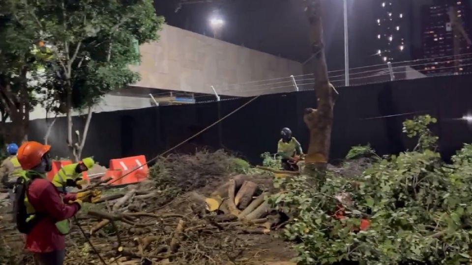 Denuncian en redes sociales la tala de 80 árboles en la Embajada de EU en México