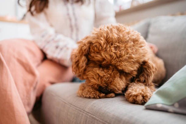 Golden Doodle Puppy