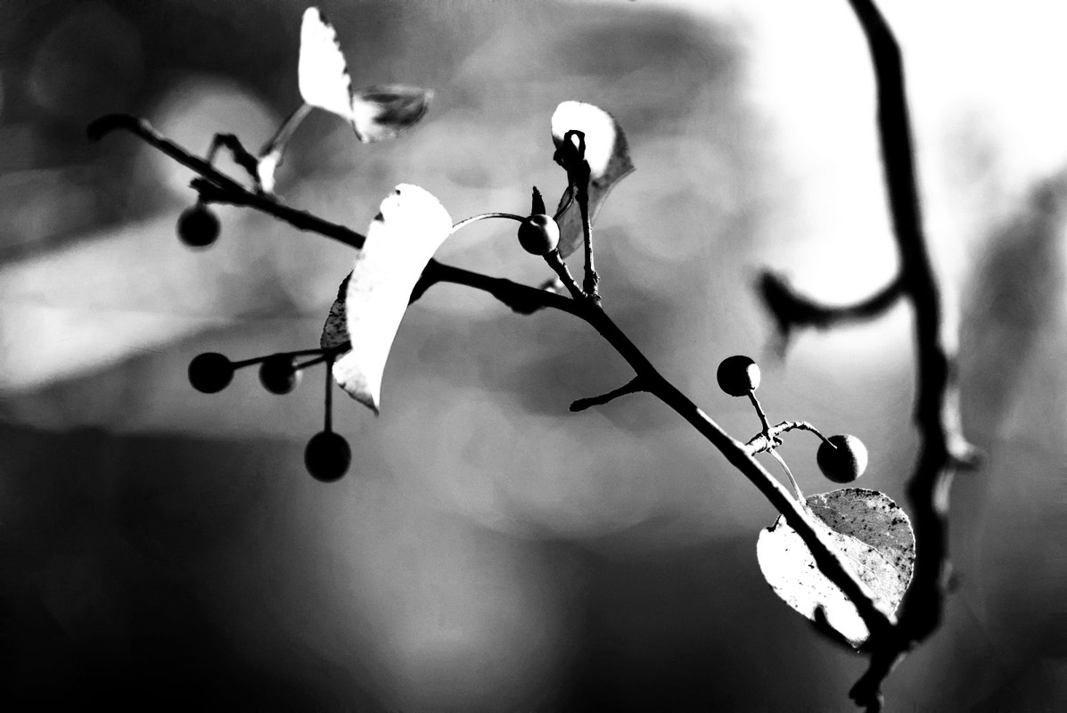 leaves-and-berries-infrared.jpg