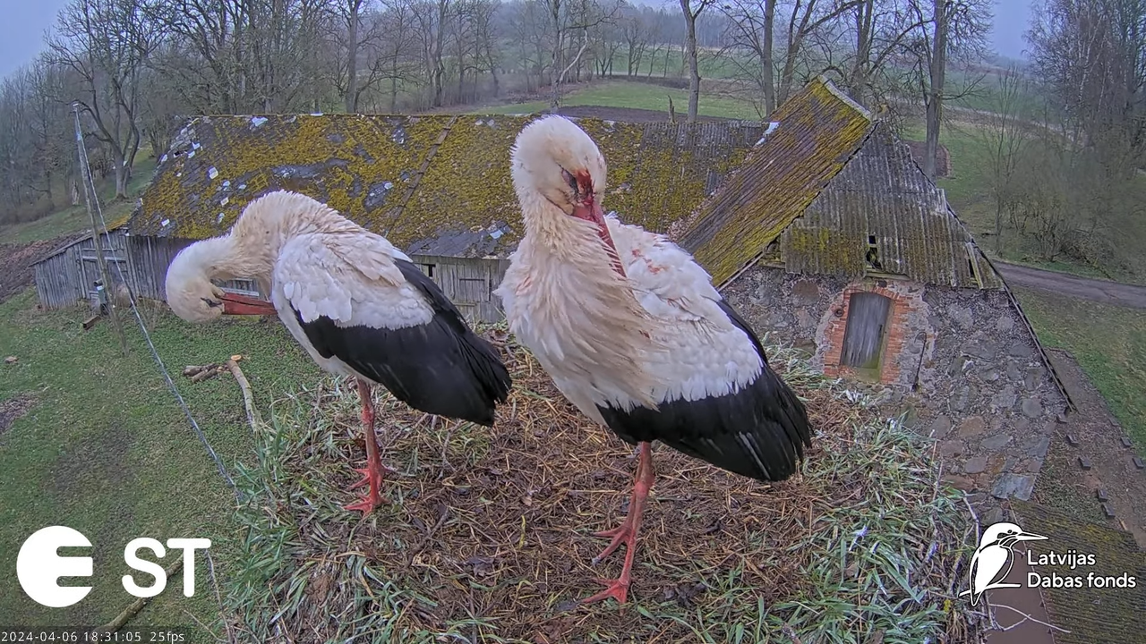 Baltie stārķi (Ciconia ciconia) Tukuma novadā - LDF tiešraide __ White storks in Tukums, Latvia 9-8-