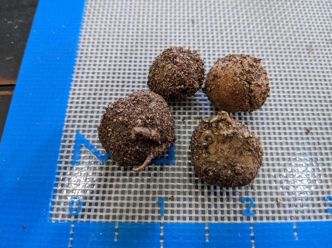 PXL_20230615_Rose Apple Seed