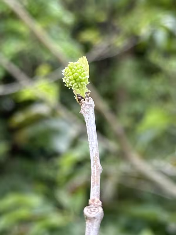 tempImageJ84204