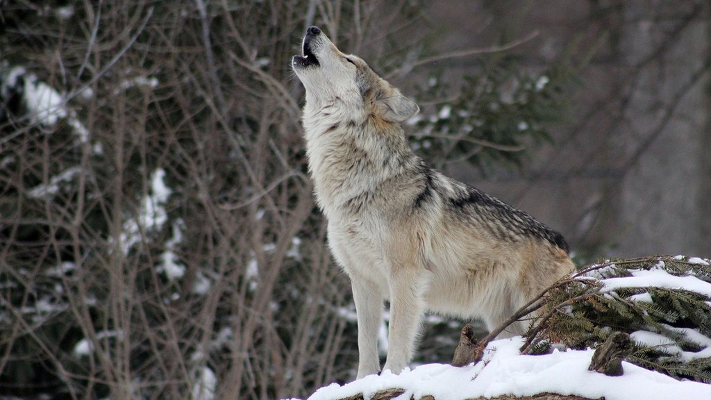 wolf