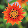 orange-01