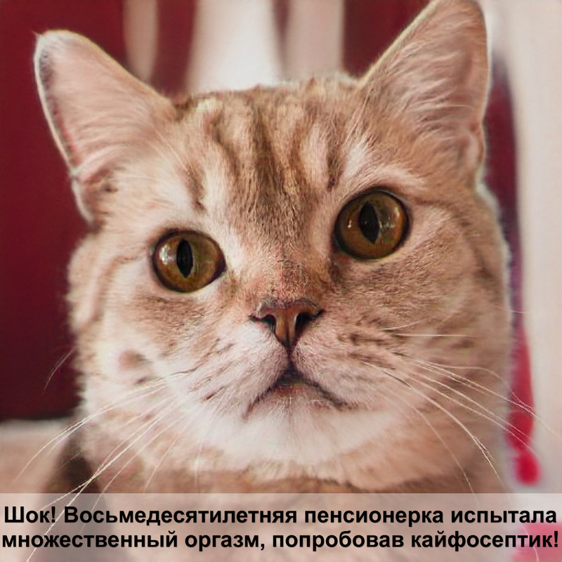 милпразон для кошек