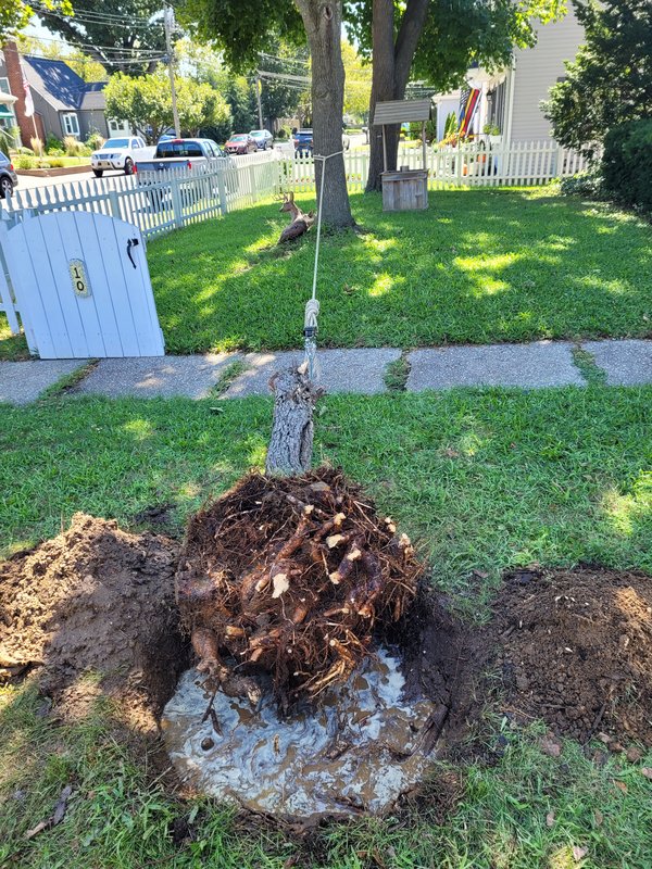 Tree Removal almost out