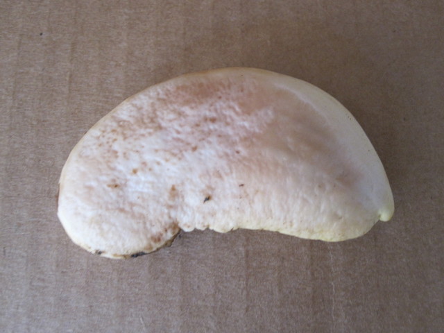 130830-mango seed B (2)