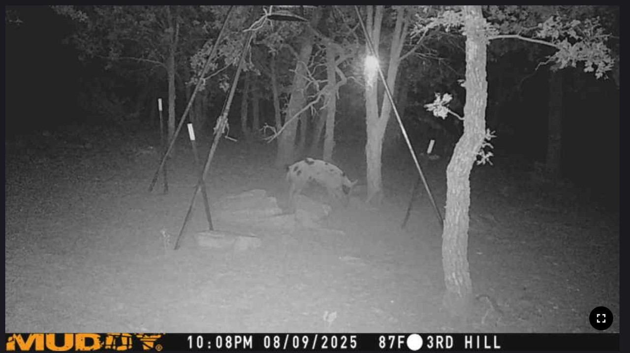 spotted hog 1