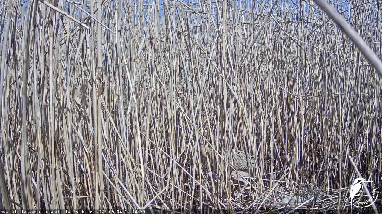 Lielais dumpis (Botaurus stellaris) Engurē - LDF tiešraide 11-21-9 screenshot