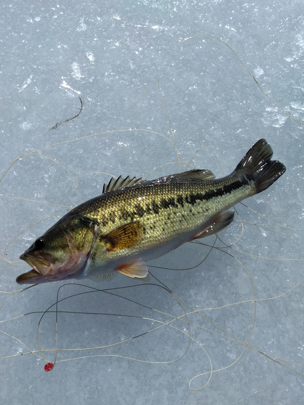 largemouth