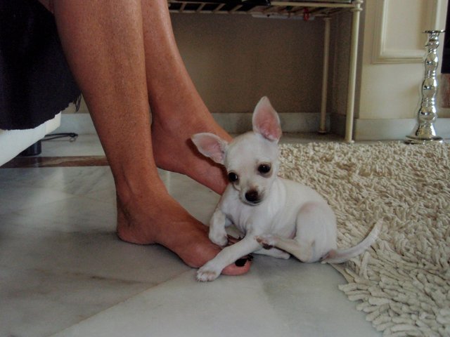 pixie-pup.jpg