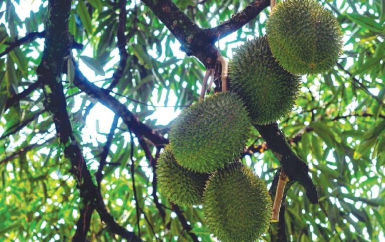 Ilustrasi durian 