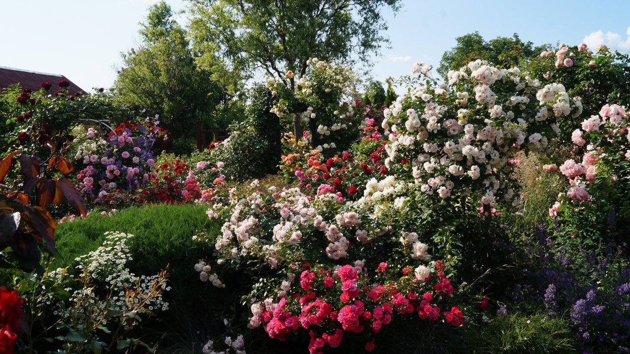 DSC04381