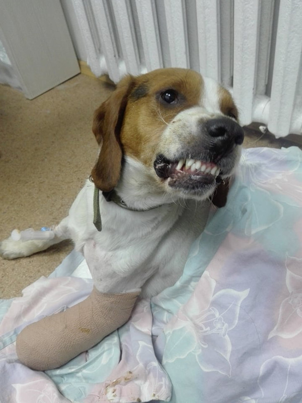 Liza shows her teeth