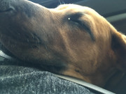 Rocco the Rhodesian Ridgeback 25