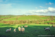 Some lovely sheep near Week St Mary.