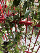 IMG-3674