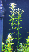 Rotala Macrandra