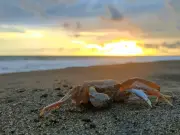 Kepiting Laut di Tepi Pantai Mirit Kebumen