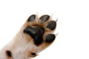 [Image: Paw-up.jpg]