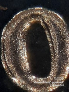 The-1981-S-Doubled-Die-Reverse-On-All-Lettering-Except-The-Laton-Ones