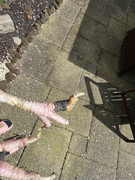 IMG-1796