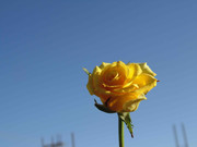 8.3.photogenic december baby III