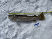 [Image: 25-in-Brown-trout-HKN.jpg]