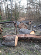 [Image: Firewood-2025-1.jpg]