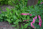 DSC00430
