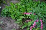 DSC00454