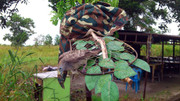 Terong-Perak-270313-(7)